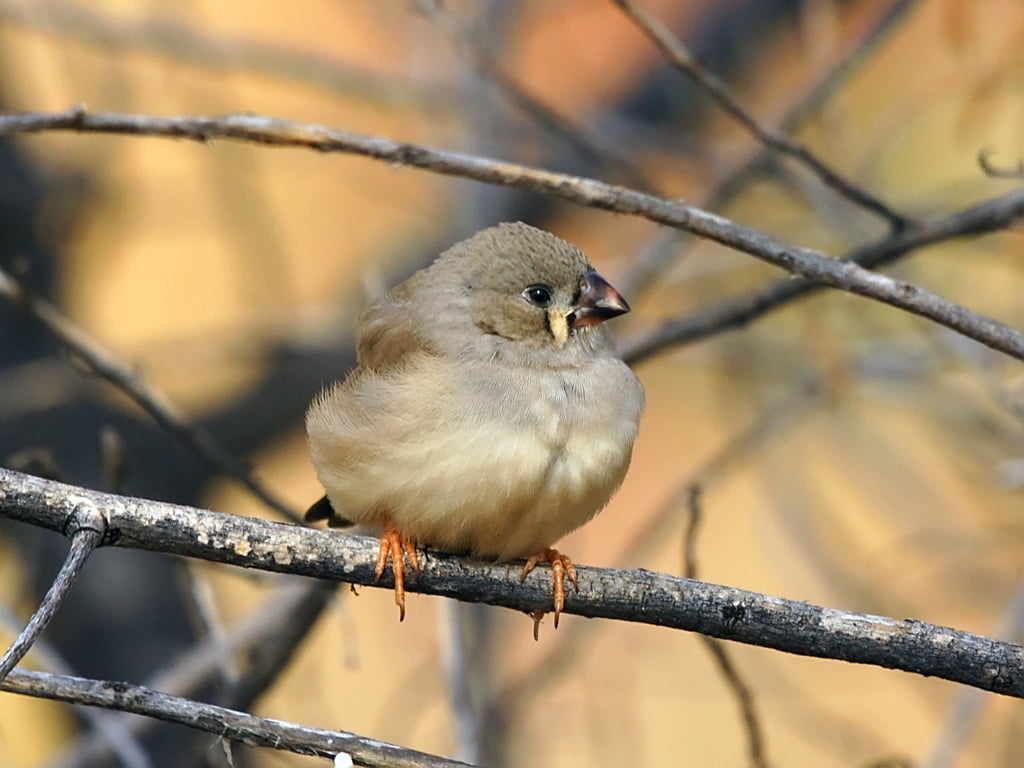 Zebrele australiene