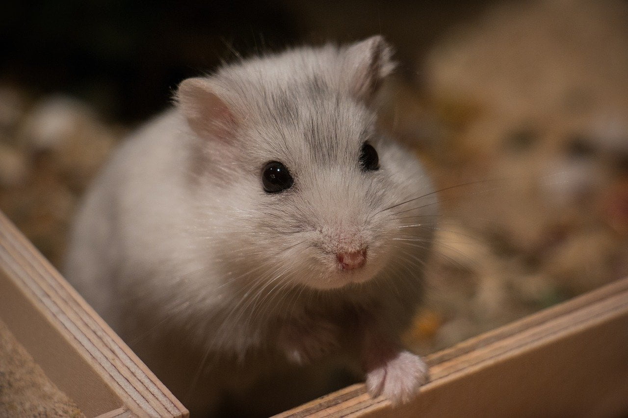 inmultire hamsteri