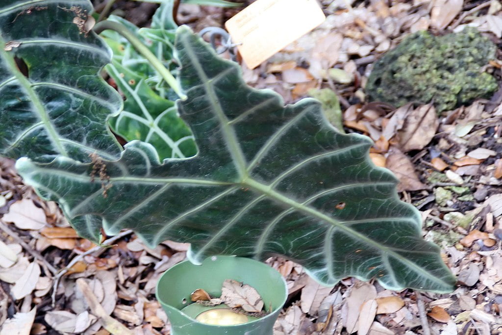 Alocasia x amazonica