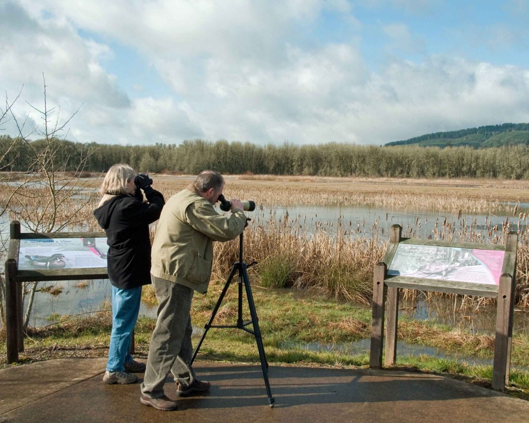 Birdwatching-ul, un hobby îmbrățișat de tot mai mulți iubitori de natură, liniște și aer curat