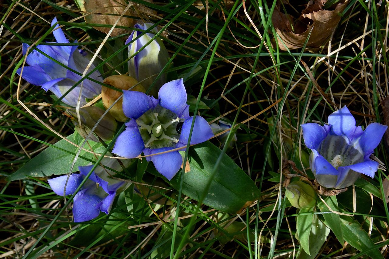 Gentiana scabra