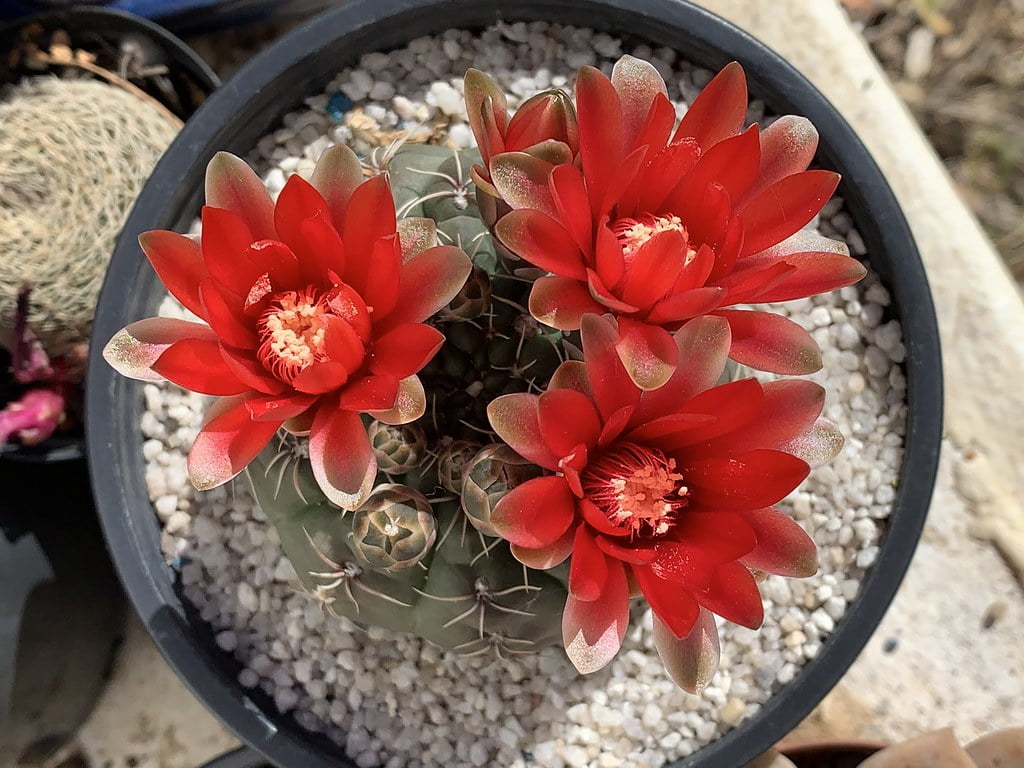 Gymnocalycium