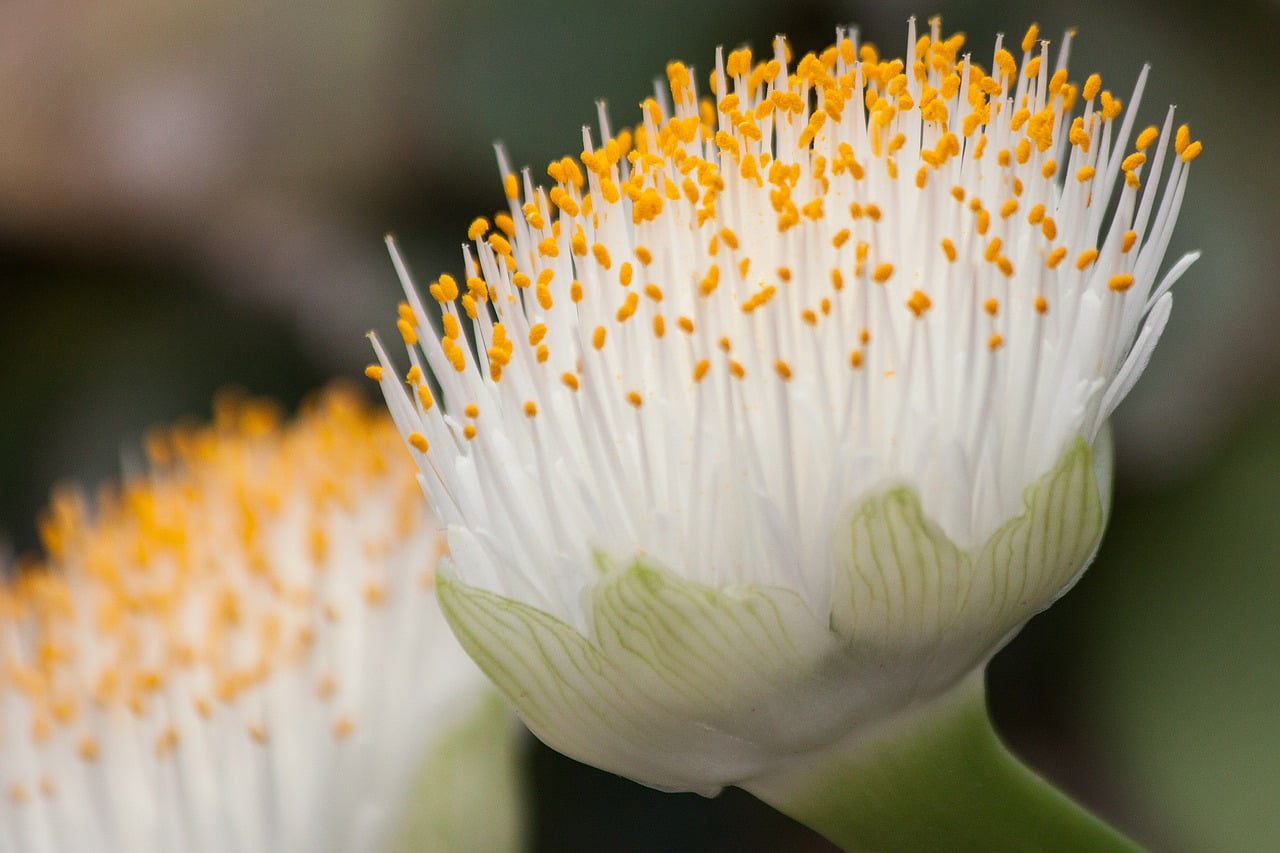 Haemanthus albiflos