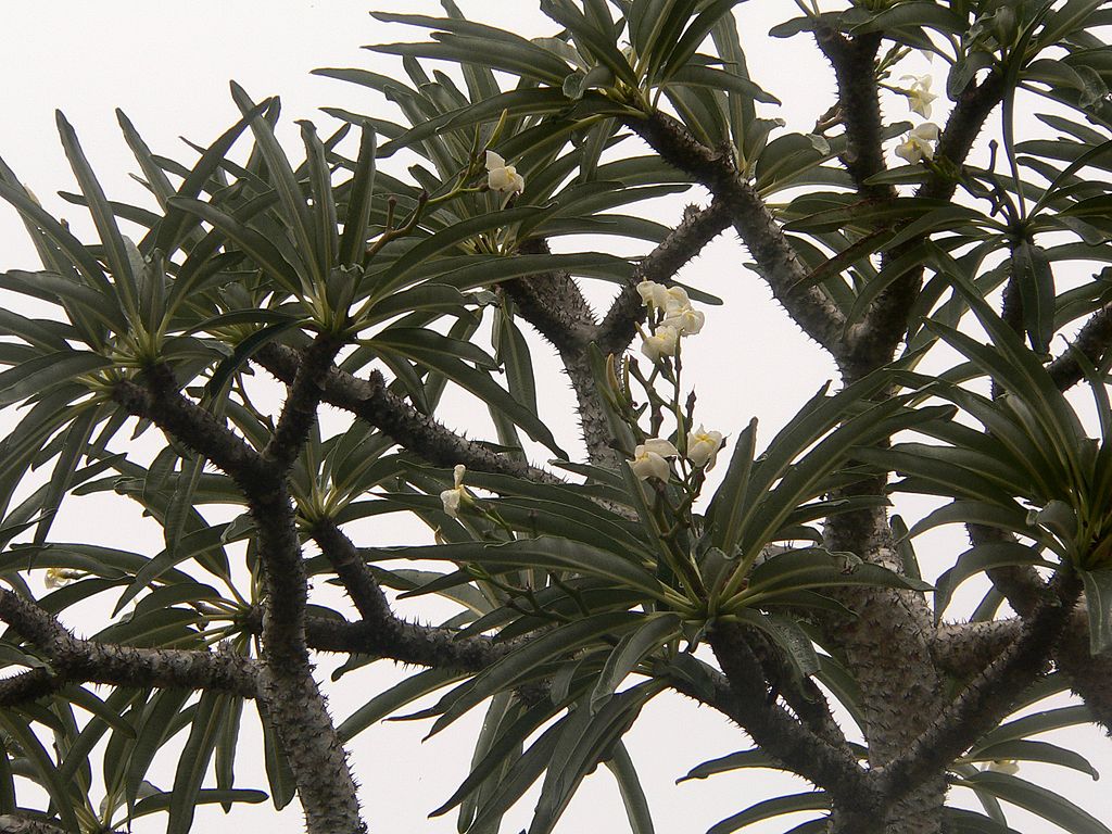 Pachypodium