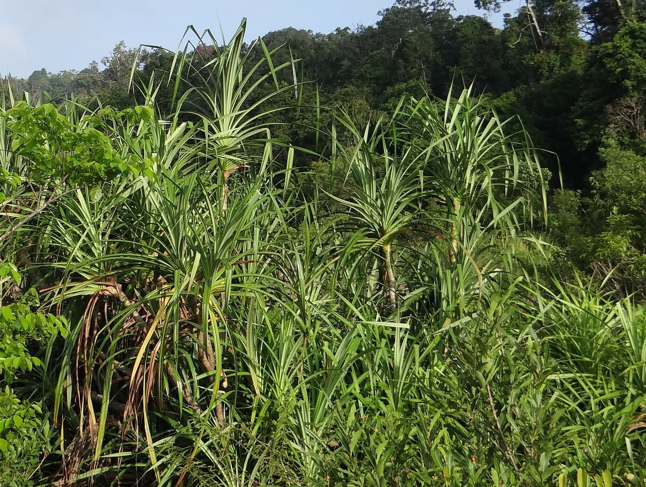 Pandanus