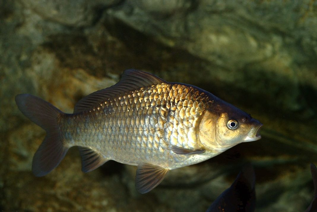 Pescuitul la caras foarte răspândit la noi în tara, acest peste fiind, dupa crap, cel mai cautat pește.