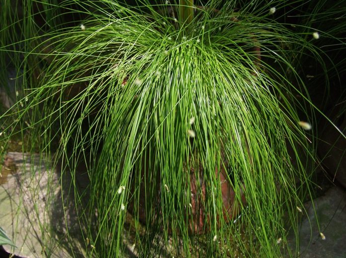 Planta de apartament decorative - Scirpus cernuus (Pipirig Rogoz Par-de-femeie), ideală pentru creșterea în ghivece