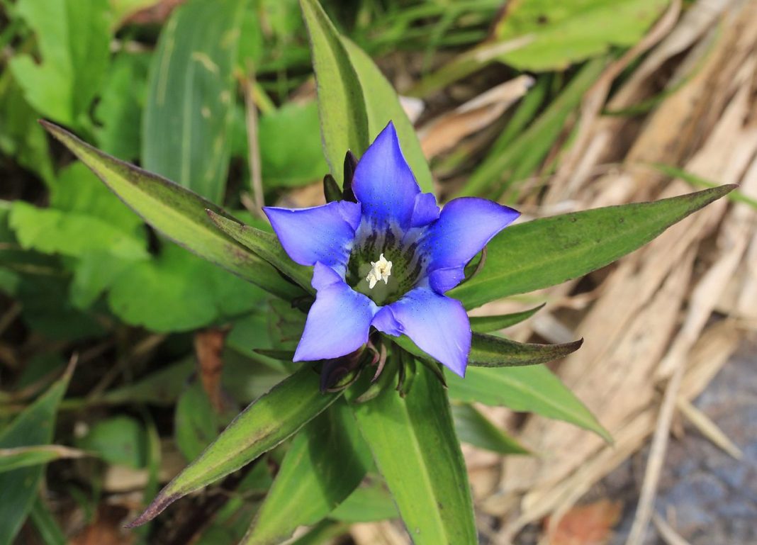 Plante de apartament cu flori colorate Gentiana scabra, are forma unei tufe și crelte până la 40 de centimetrii înălțime