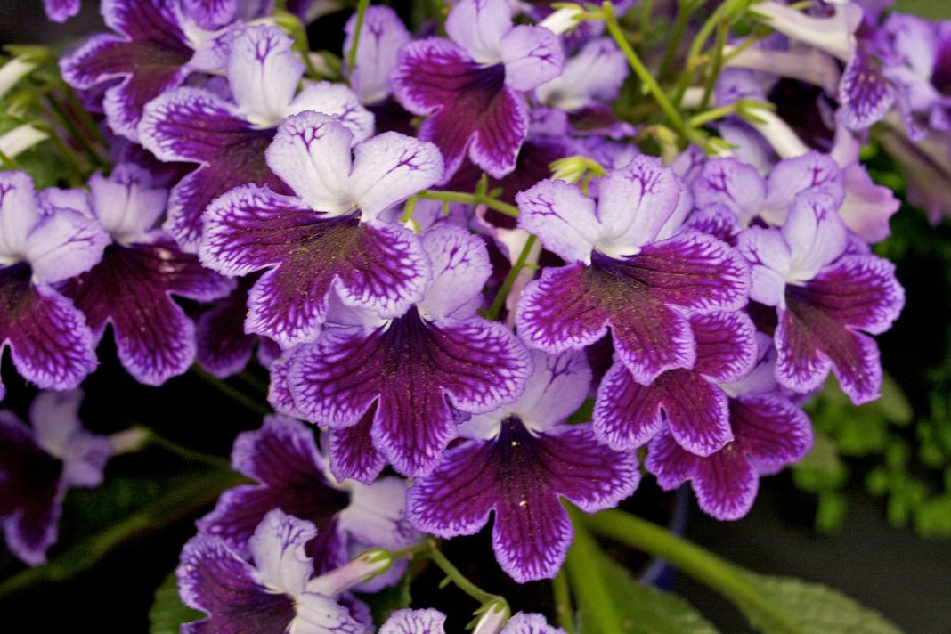 Plante de apartament cu flori colorate - Streptocarpus (Fruct răsucit Cancalin)