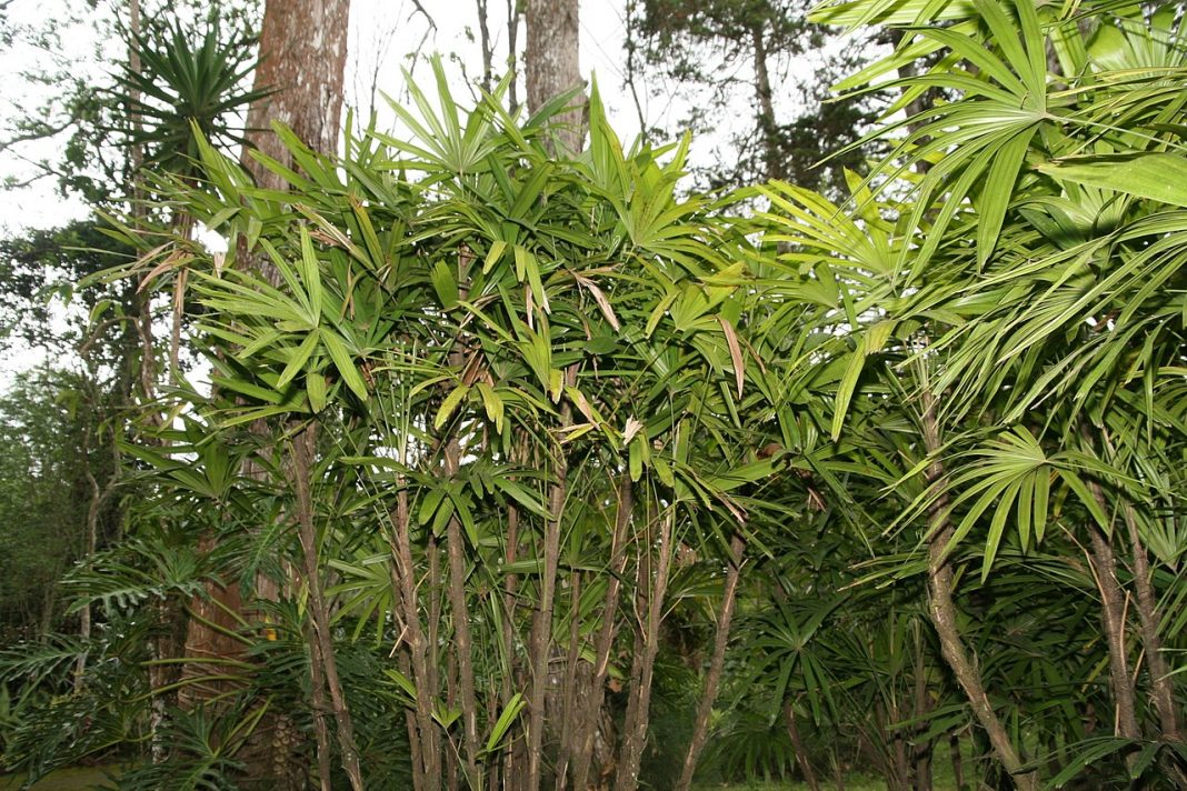 Plante de apartament decoractive - Rhapis excelsa sau Palmierul doamnei