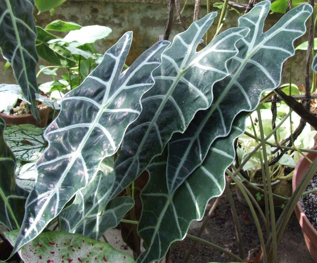 Plante de apartament decorative - Alocasia x amazonica (Urechi de elefant), sau masca africană