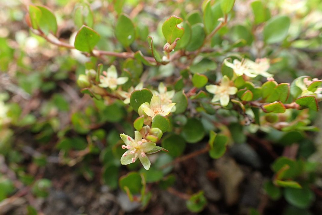 Plante de apartament decorative - Muehlenbeckia axillaris “Nana”, sau Părul fecioarei