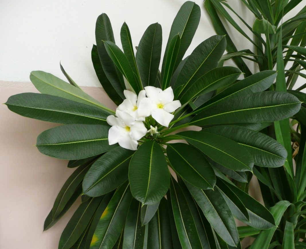 Plante de apartament decorative - Pachypodium (Palmierul spinos Palmierul de Madagascar)