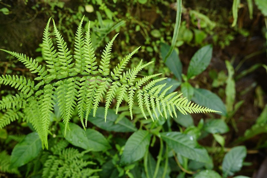 Plante de apartament decorative - Pteris (Feriga-scoarță), denumită „aripă” datorită formei frunzelor