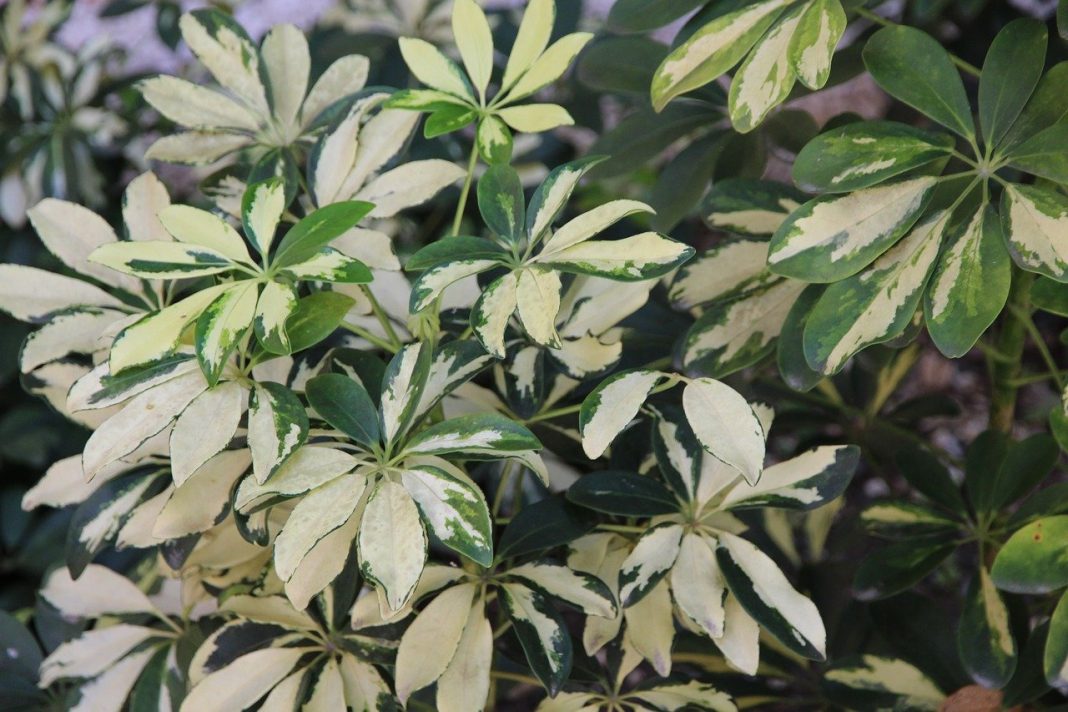 Plante de apartament decorative Schefflera (Arborele-umbrela), Bonsaiul indestructibil cu frunzele colorate