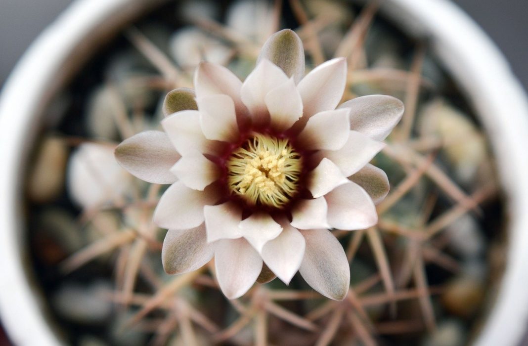 Plante de apartament din specia cactus - Gymnocalycium (Cactus-chin), originară din America de Sud