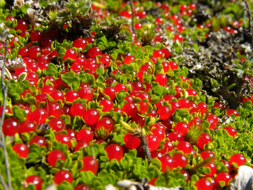 Plante de apartament exotice - Nertera granadensis (Baca de coral), cea mai potrivită alegere pentru a vă decora locuința