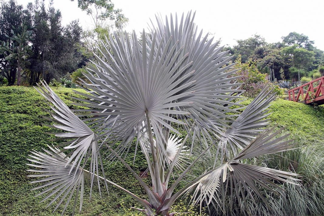 Plante de grădină din specia palmier Bismarckia nobilis, Palmierul Bismarck