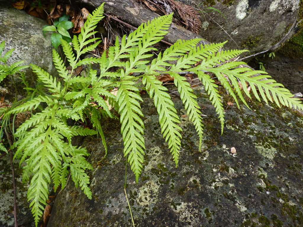 Pteris