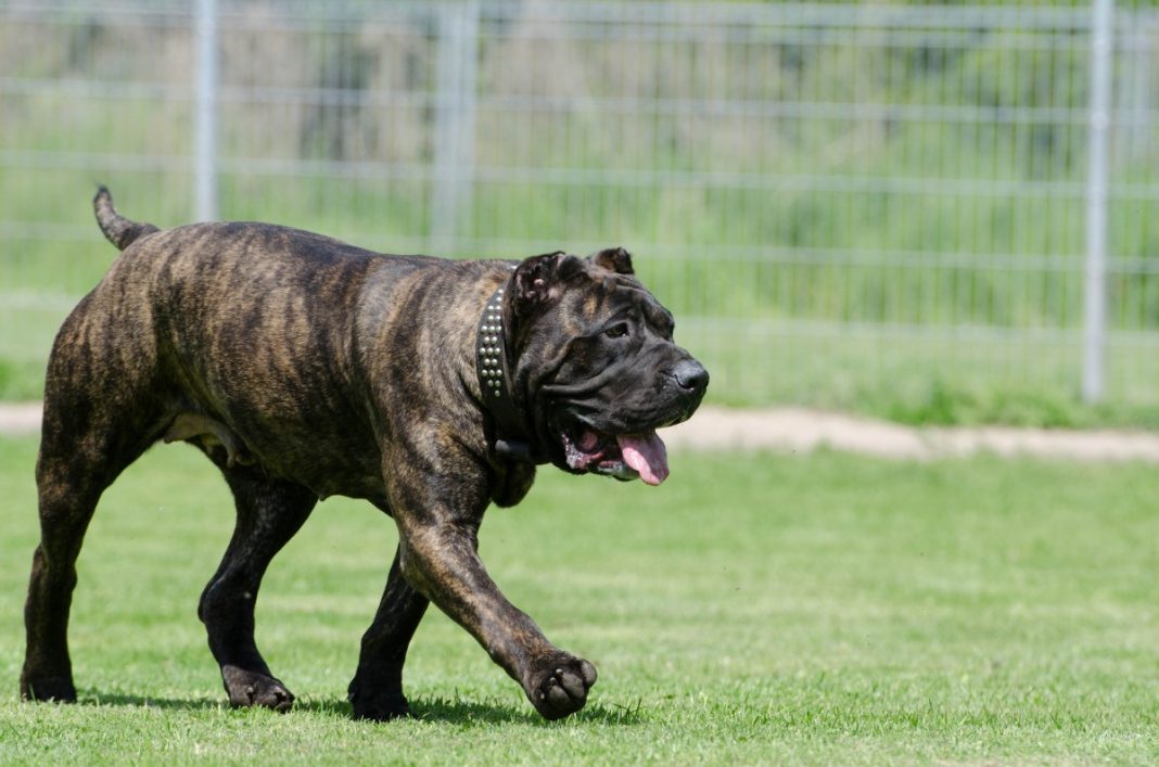 Rasa de câini Mastino Napoletano (Dog Italian), câinele cu pielea largă pe întreg corpul