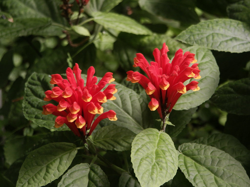 Scutellaria costaricana