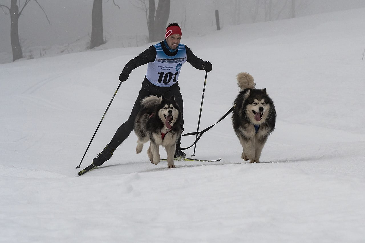 Skijoring