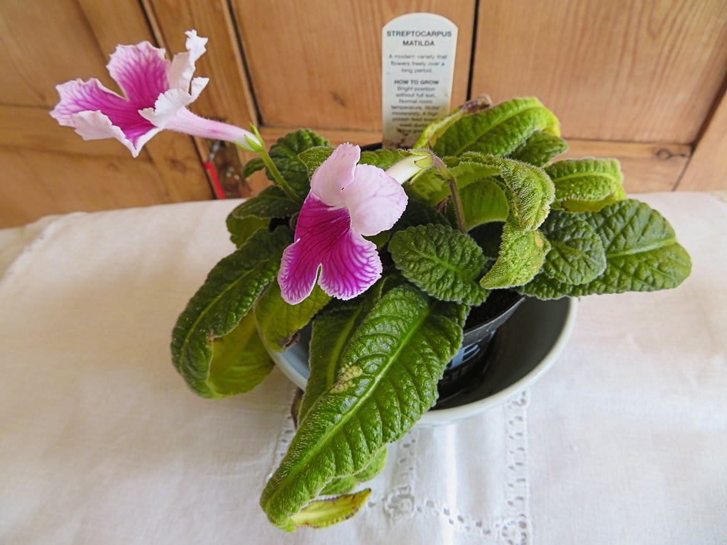 Streptocarpus