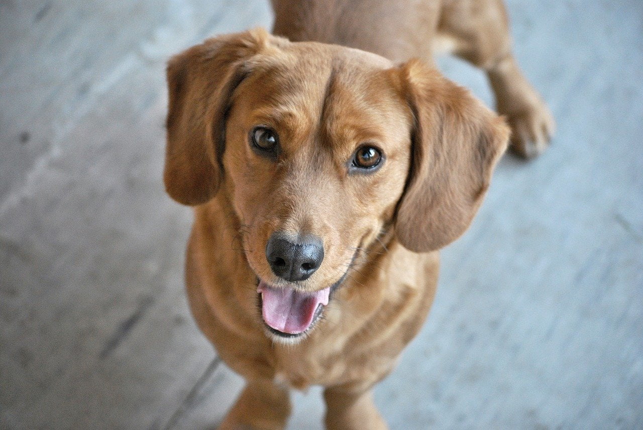 caine adolescent