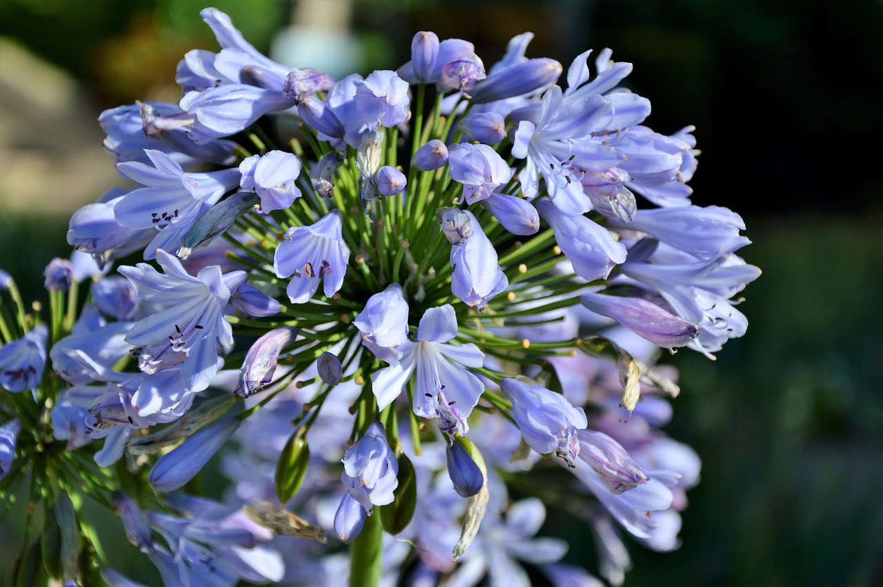 Agapanthus africanus