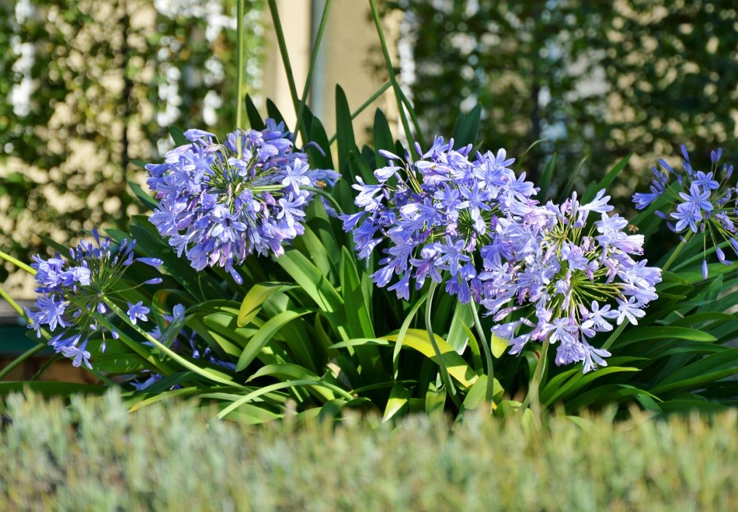 Agapanthus africanus (Crini africani), o plantă ce provine din zonele tropicale