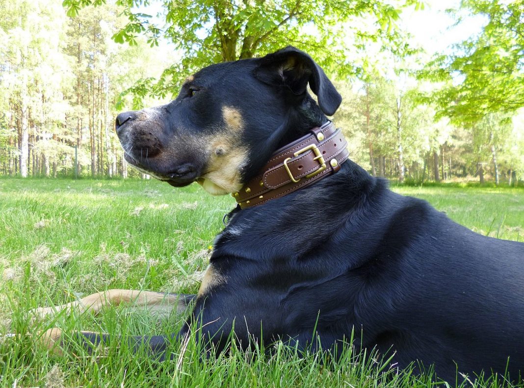 Câine de Mallorca - Perro de Presa Mallorquin, orignar din Spania