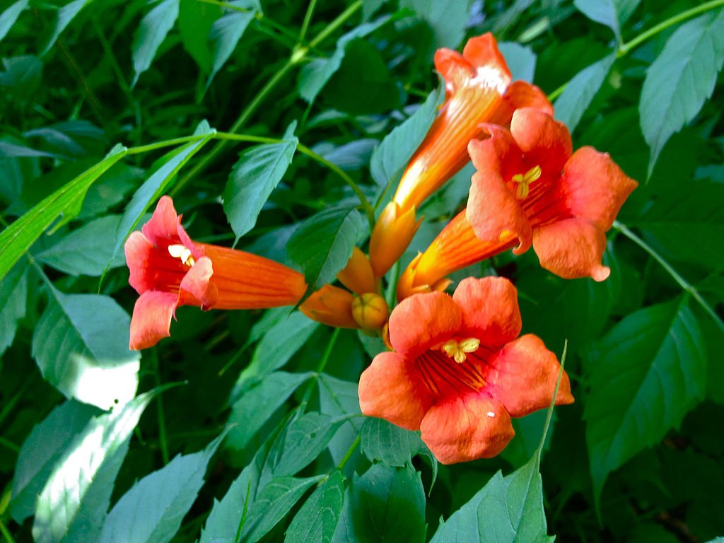 Campsis radicans