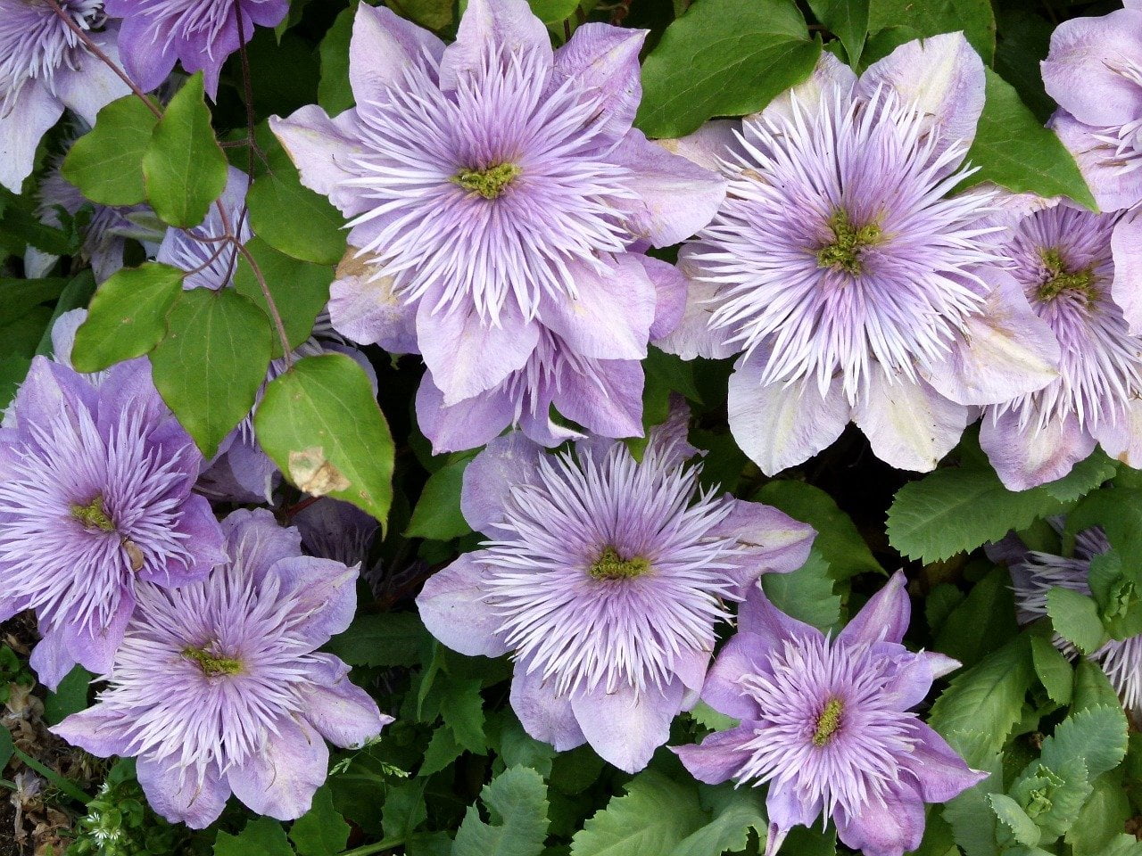 Clematis