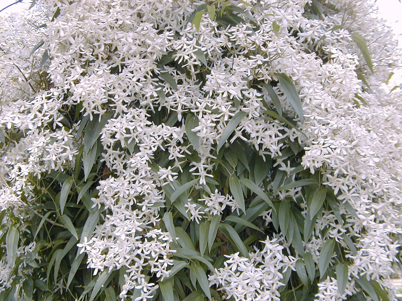 Clematis armadii