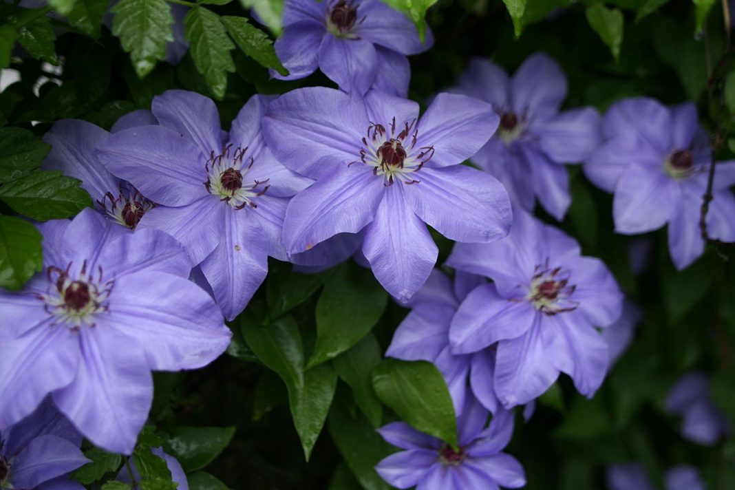 Cultivarea și îngrijirea plantei de grădină Clematis (Clematite)