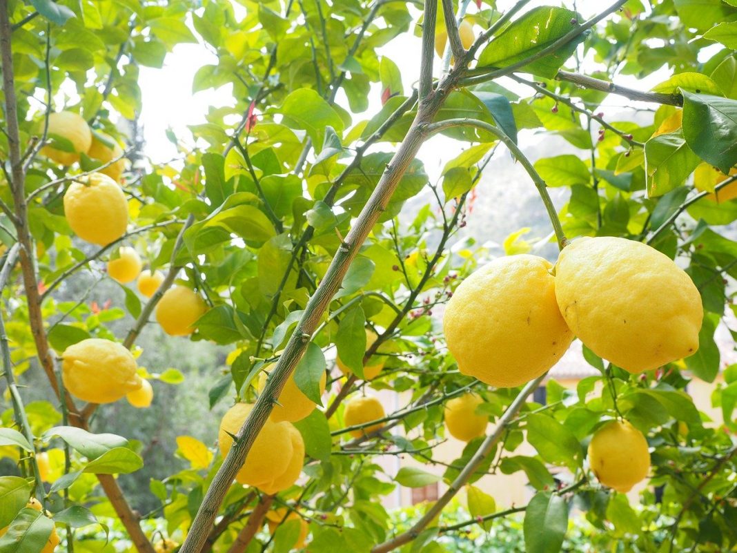 Cum se îngrijește corect planta de apartament Citrus limon (Lamai)
