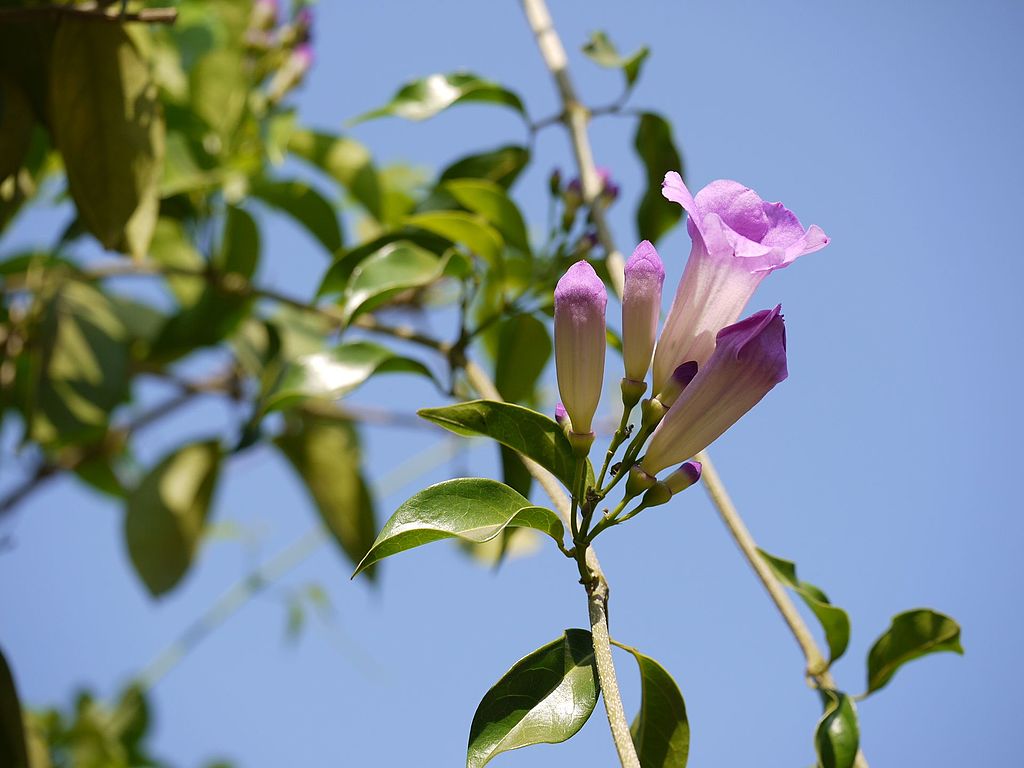 Cydista aequinoctialis