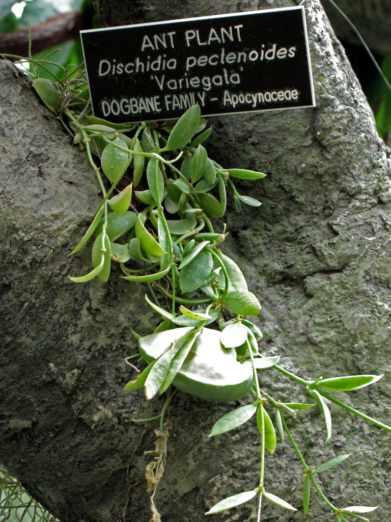 Dischidia pectenoides