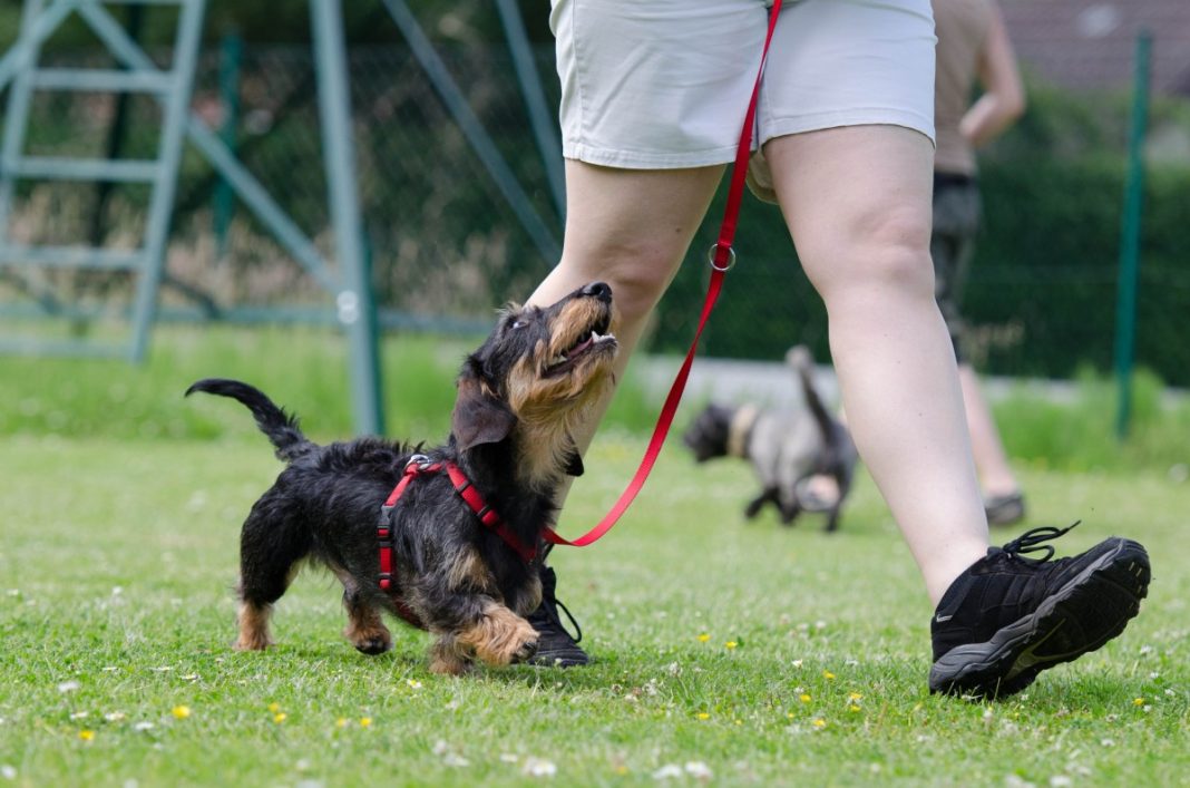 Dresajul canin - o necesitate atunci când vrem să avem un câine disciplinat