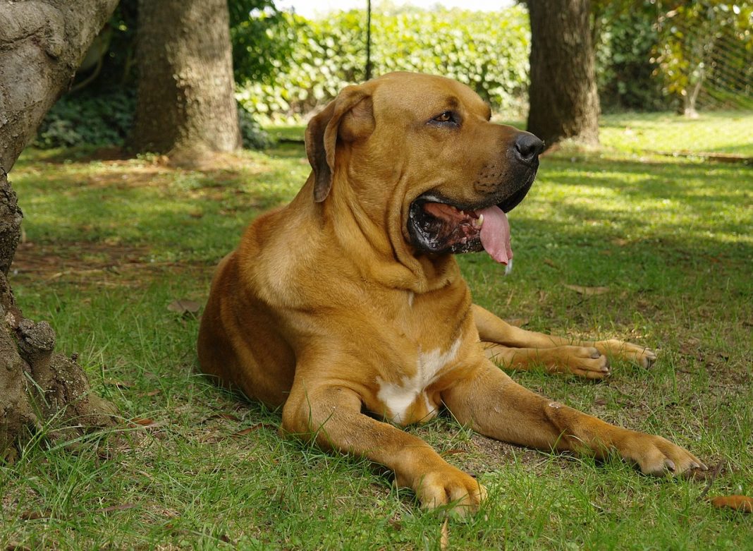 Fila Brasileiro, o rasă de câini curajoși, folosiți des pentru pază