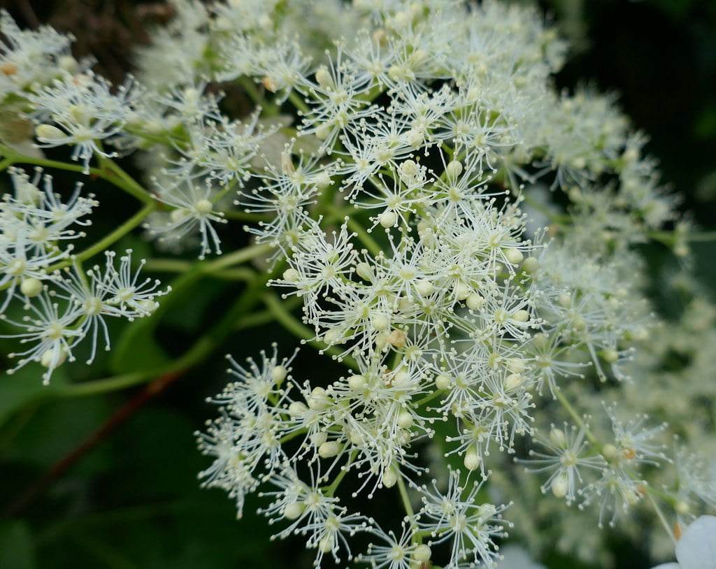 Hydrangea petiolaris