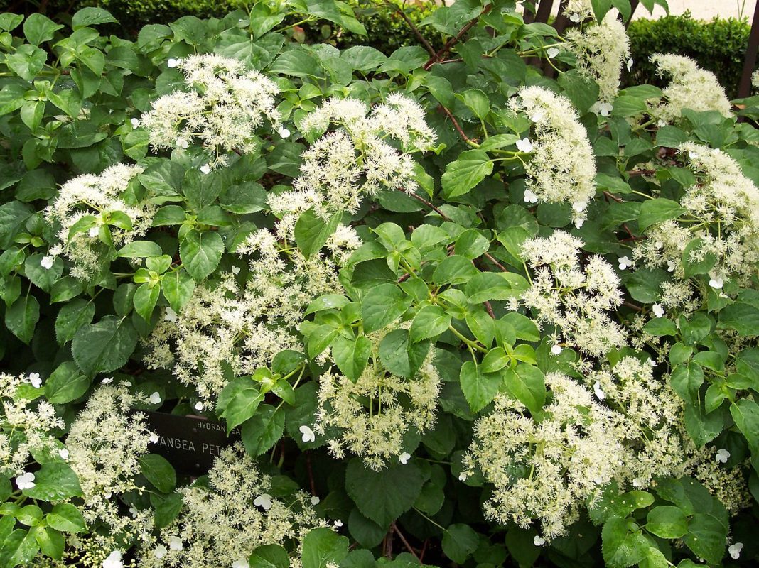 Hydrangea petiolaris (Hortensia cataratoare), o plantă de grădină superbă cu multe flori