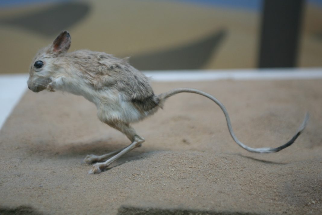 Jerboa (Jaculus jaculus), o specie de rozătoare de deșert des întâlnită ca și animal de companie