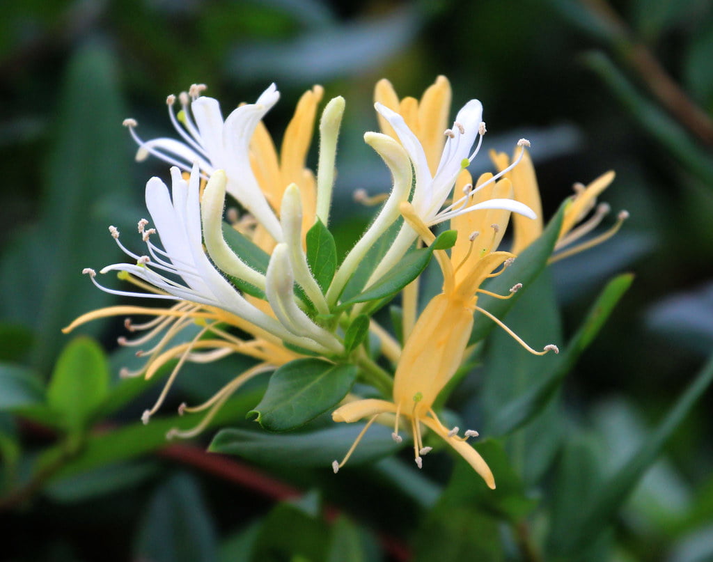 Lonicera japonica