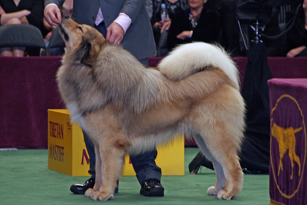 Mastiffului tibetan