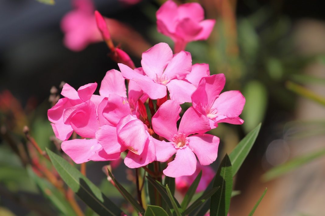 Nerium Oleander (Leandrul), o plantă cu florile roz ce are nevoie de mult soare