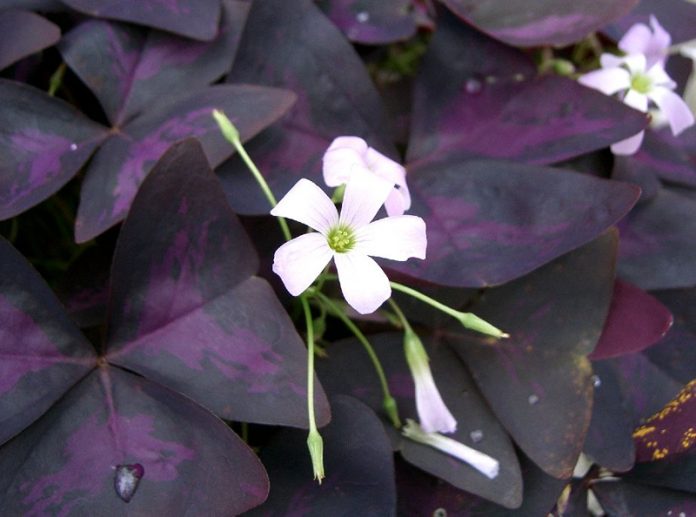 Plante De Apartament Cu Flori Colorate Oxalis Triangularis