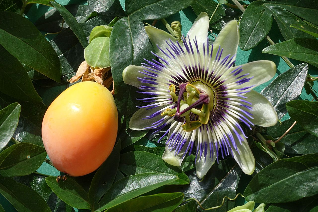 Passiflora