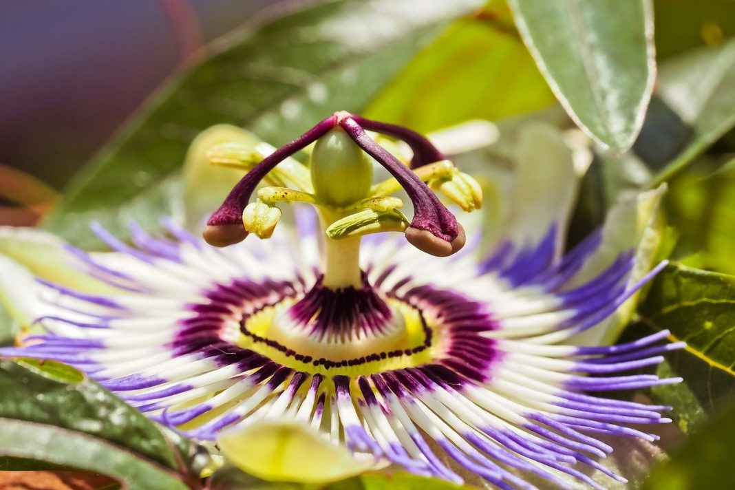 Passiflora (Floarea pasiunii), o plantă de grădină agățătoare cu o floare magnifică