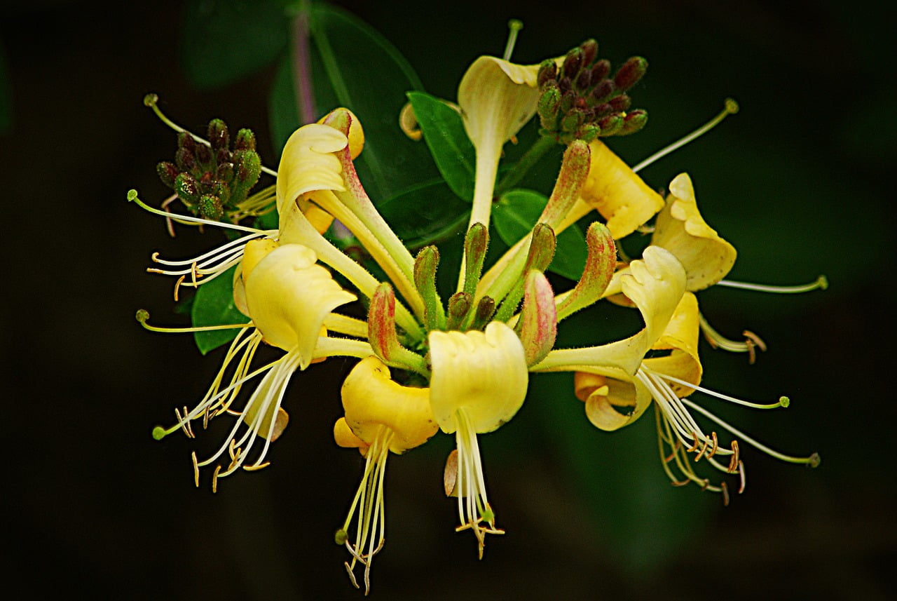 Жимолость цвети. Жимолость японская-Lonicera japonica. Жимолость японская 'Halliana'. Lonicera japonica жимолость. Жимолость японская Halliana (Халлиана).